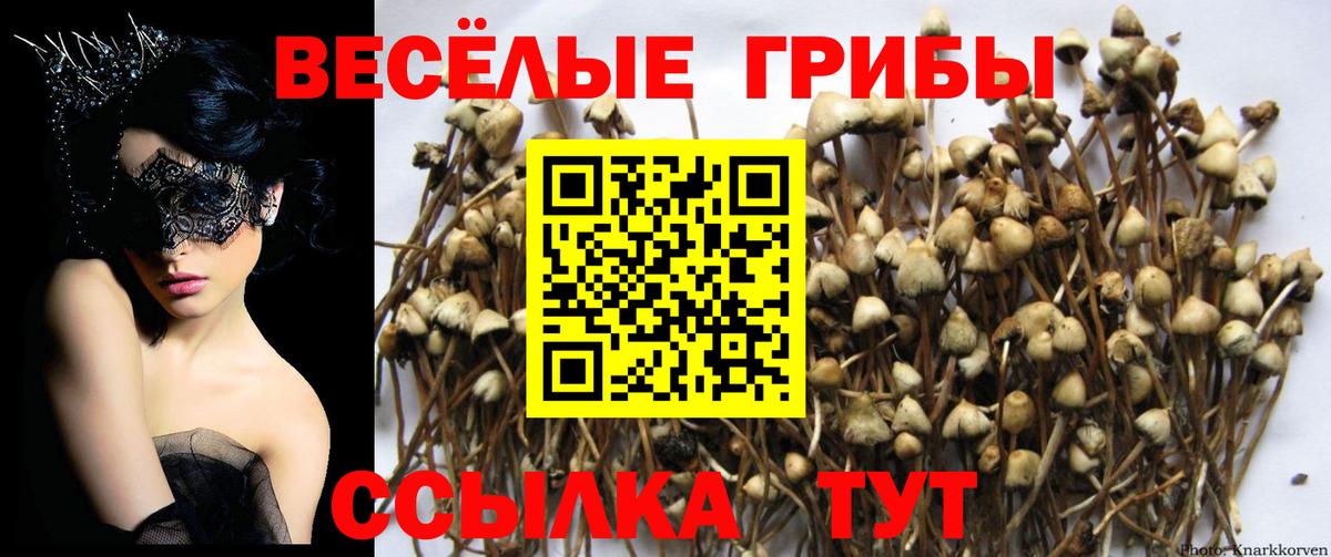 Псилоцибиновые грибы ЛСД Новоалтайск