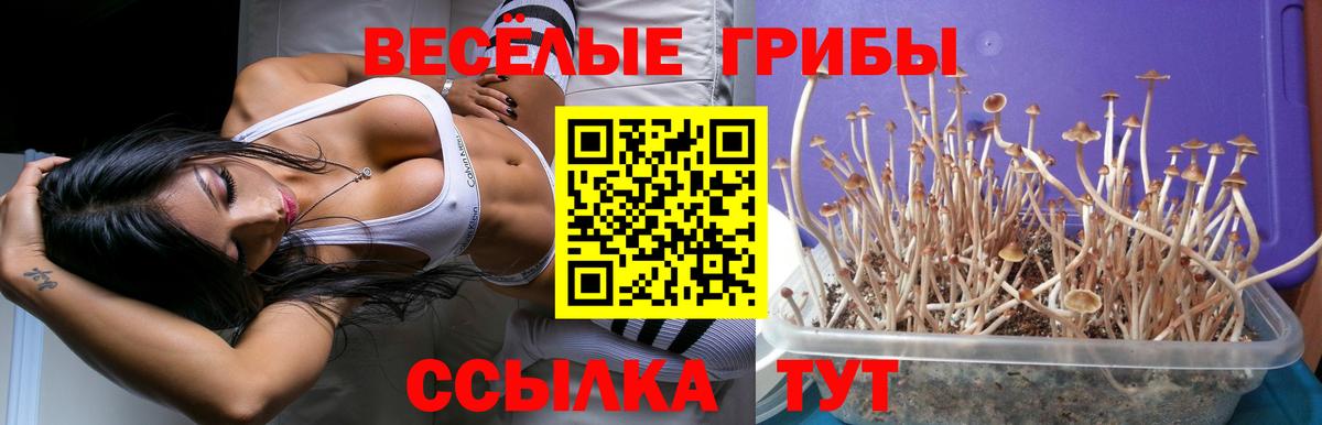 Новоалтайск  Галлюциногенные грибы Cubensis  Вход с VPN 